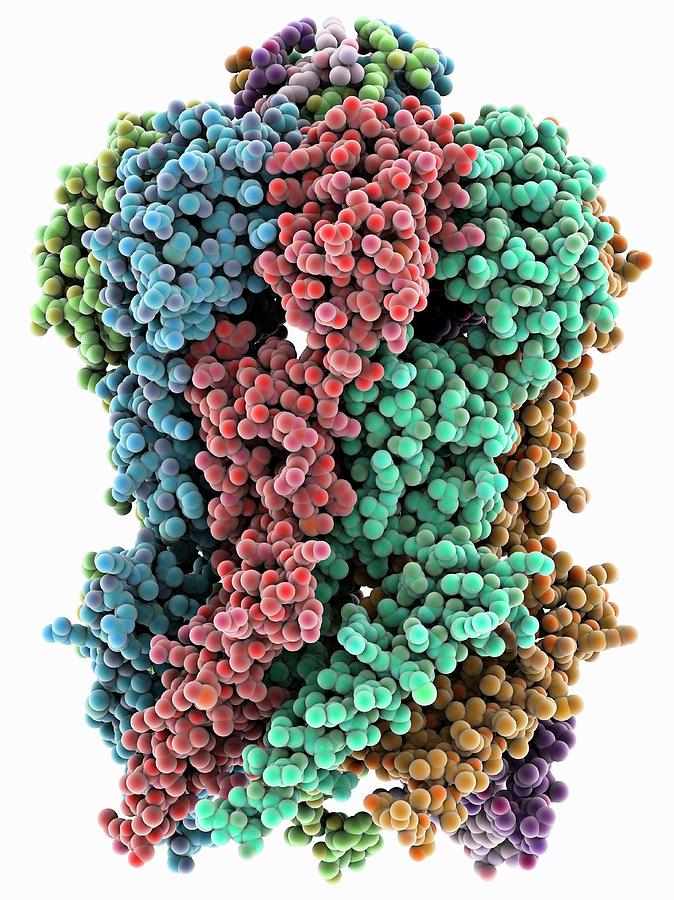 Mscs Ion Channel Protein Structure Photograph by Laguna Design
