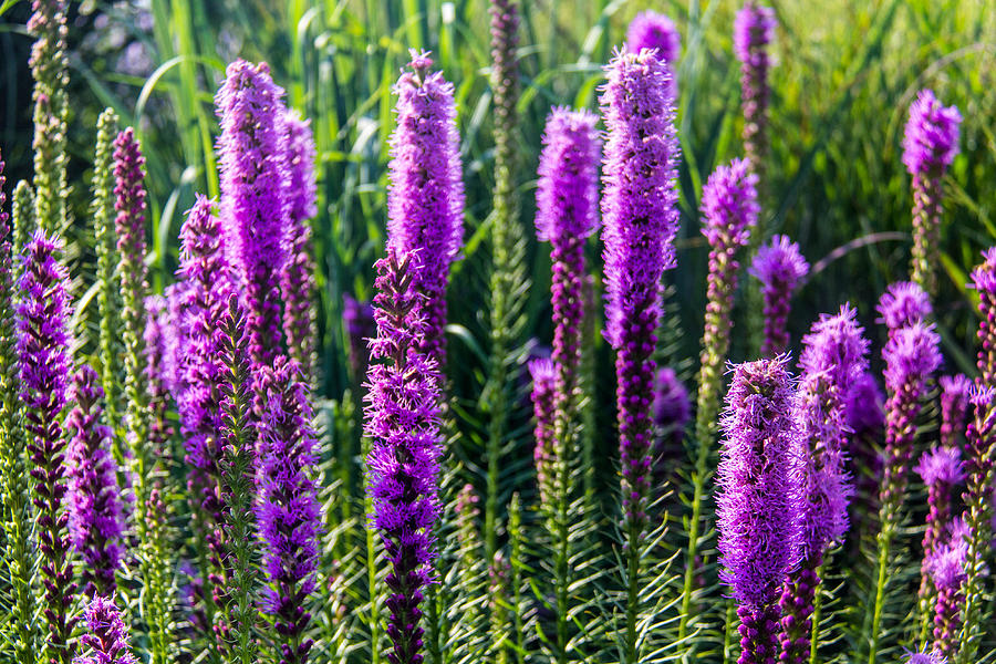 MSU gardens 1 Photograph by Gerry Fortuna - Fine Art America