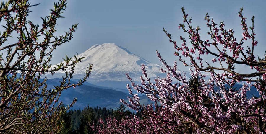 Mt. Adams in Spring Photograph by Don Schwartz