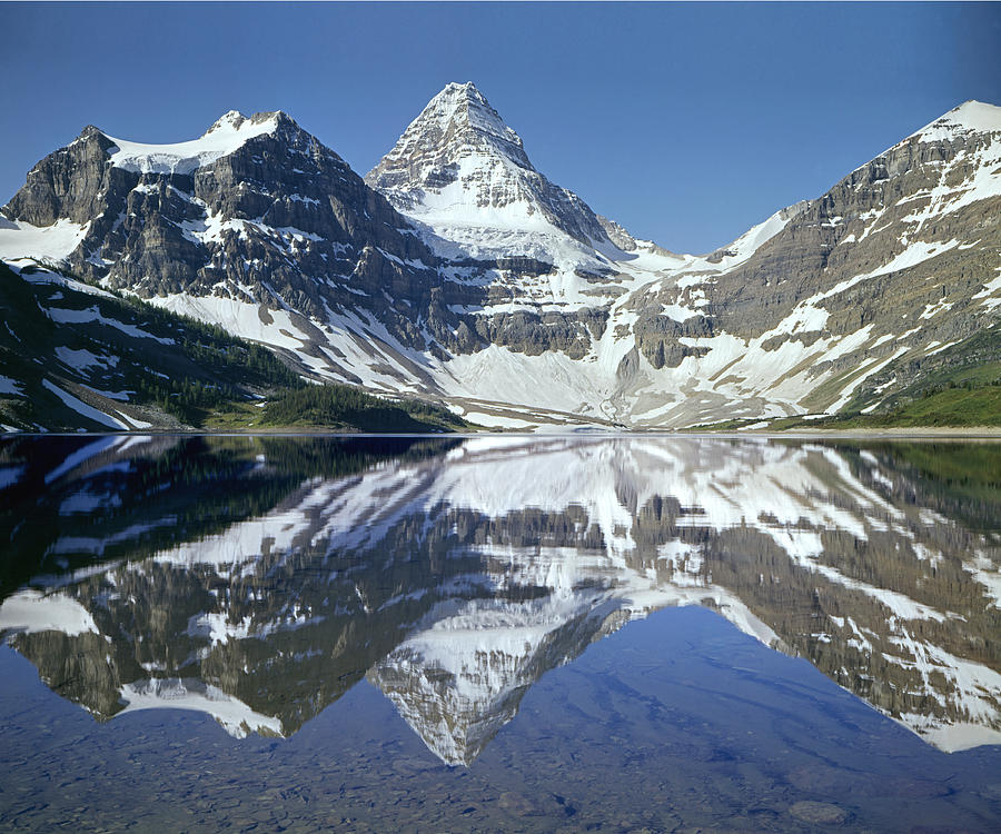 103451-Mt. Assiniboine Reflect Photograph by Ed  Cooper Photography