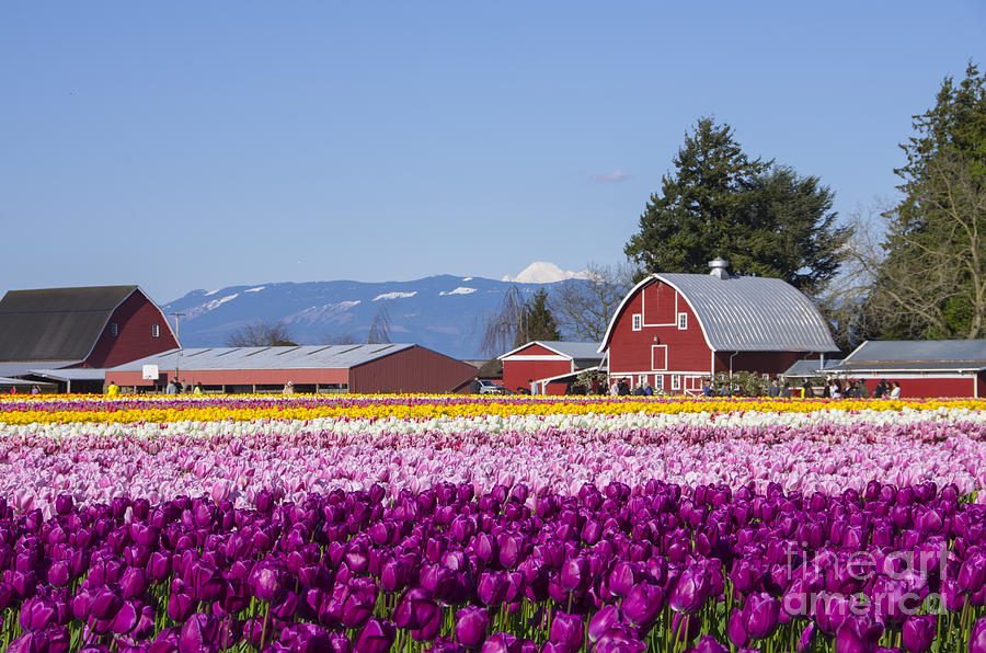 Mt Baker Tulip Town Photograph by Louise Magno