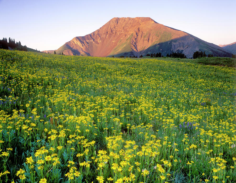 Sunset Photograph - Mt. Baldy With Sunflowers In Bloom by J.C. Leacock