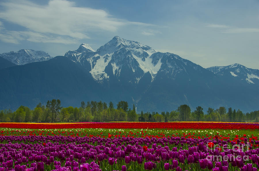 Mt Cheam Tulips Photograph by Louise Magno