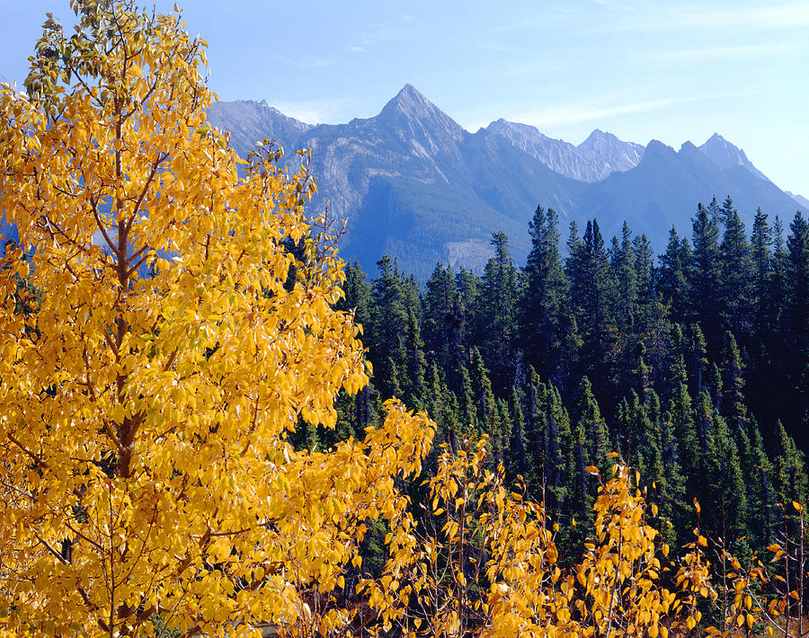 Jasper National Park Photograph - 1M3933-Mt. Colin in Fall by Ed  Cooper Photography