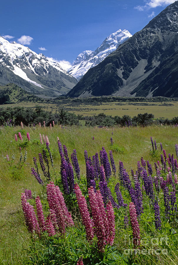 Nature Photograph - Mt Cook National Park New Zealand by Craig Lovell