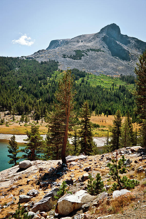 Mt. Dana At Tioga Lake, Yosemite Photograph by Pavliha