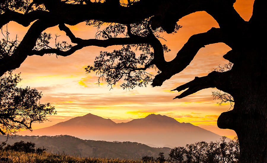 Sunset Photograph - Mt Diablo Framed By An Oak Tree by Marc Crumpler