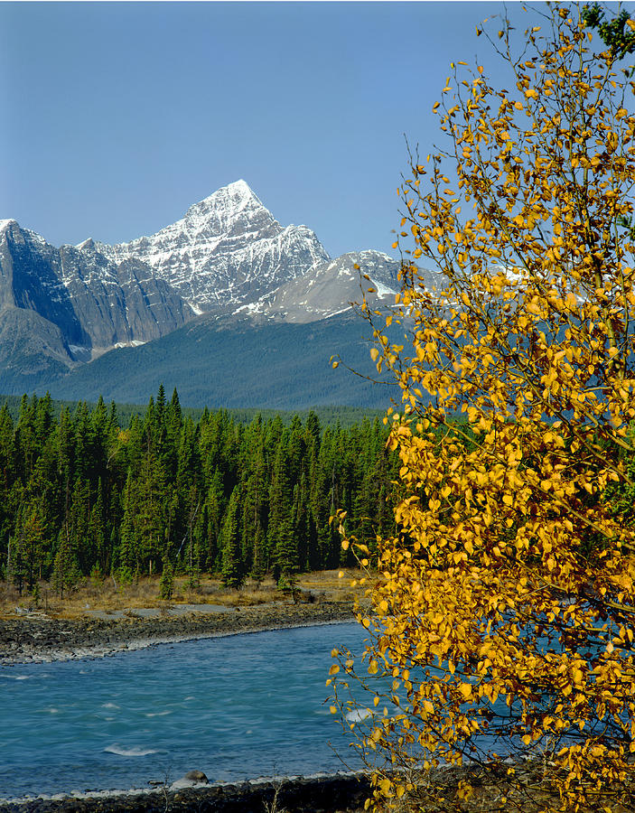 1M3829-Mt. Edith Cavell in Autumn Photograph by Ed  Cooper Photography