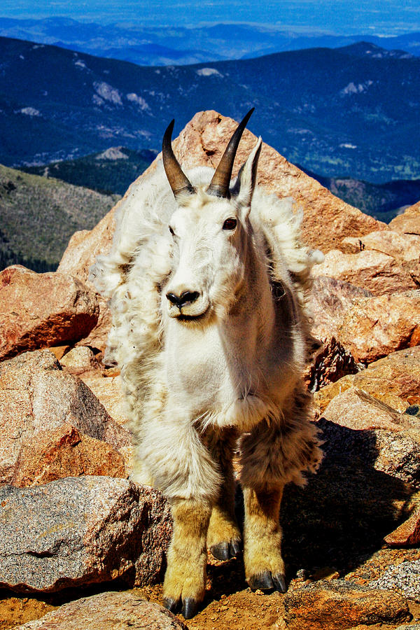Mt. Evans Goat Photograph by Juli Ellen