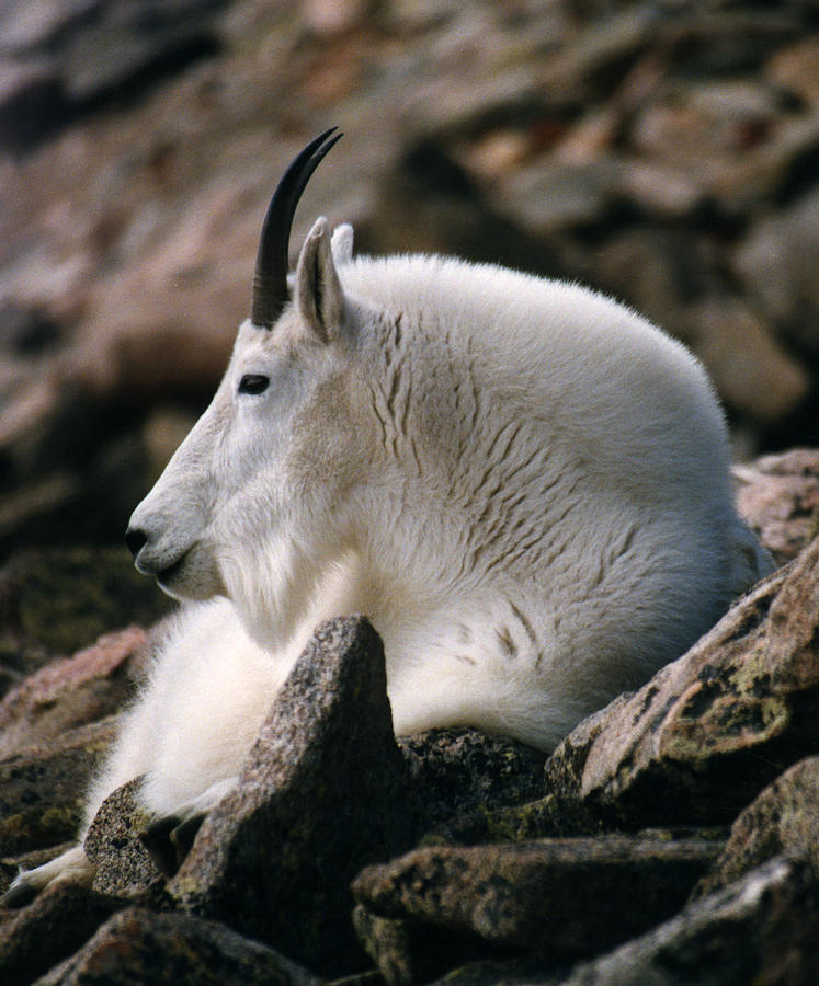Mt Evans Mountian Goat Photograph by Robert Lozen