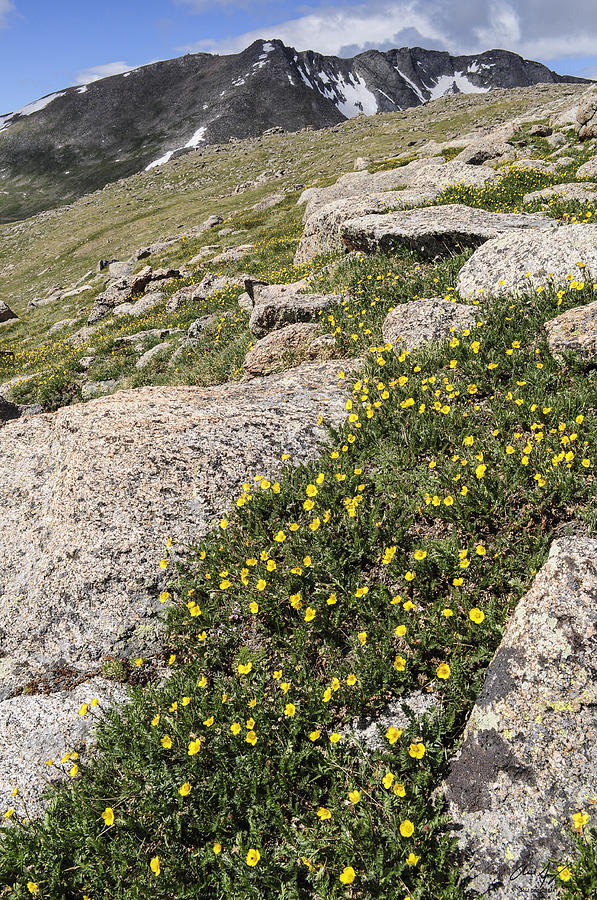 Mt. Evans Wildflowers Photograph by Aaron Spong