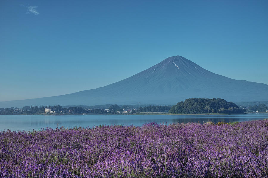 Mt. Fuji And Lavender Blossoms Photograph by Yuga Kurita