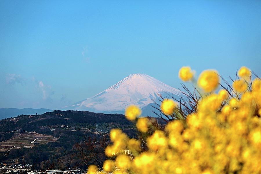 Mt. Fuji And Rape Flower Photograph by Jun Okada