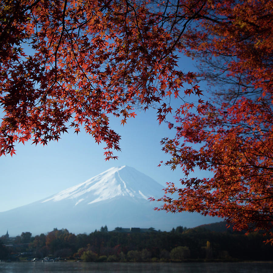Mt. Fuji Surrounded By Red Leaves Photograph by Blueridgewalker