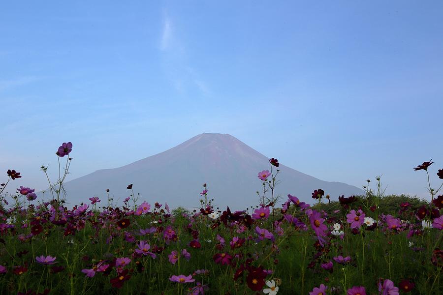Mt. Fuji Though Cosmos Field Photograph by Jun Okada