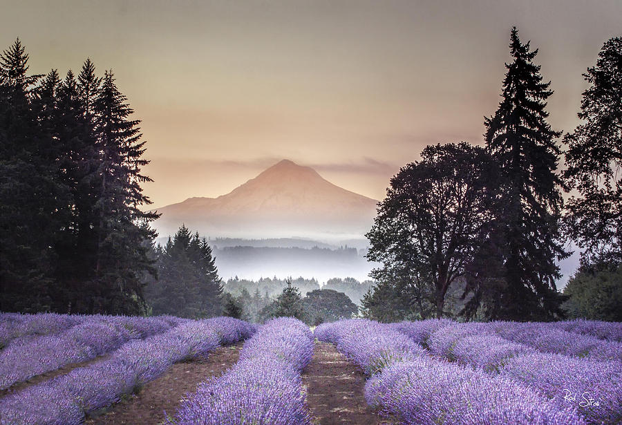 Mountain Photograph - Mt. Hood and Lavender by Rod Stroh