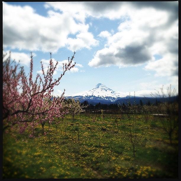 Earthday Photograph - Mt. Hood And Orchards For #earthday by Stone Grether