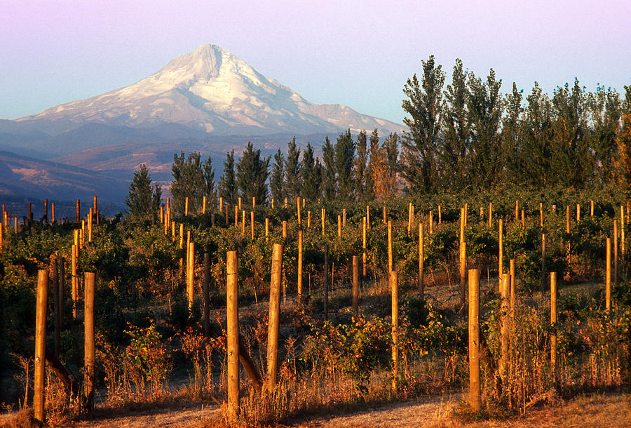 Mt. Hood and Vineyard Photograph by Kristine Anderson