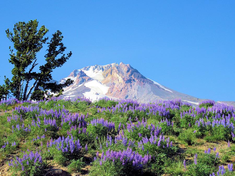 Mt. Hood and Wildflowers Photograph by Scott Carda - Pixels