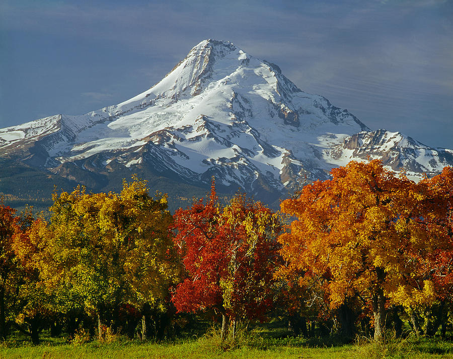 1M5117-Mt. Hood in Autumn Photograph by Ed  Cooper Photography