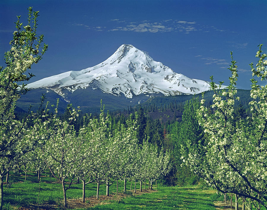 1M5125-Mt. Hood in Spring Photograph by Ed  Cooper Photography
