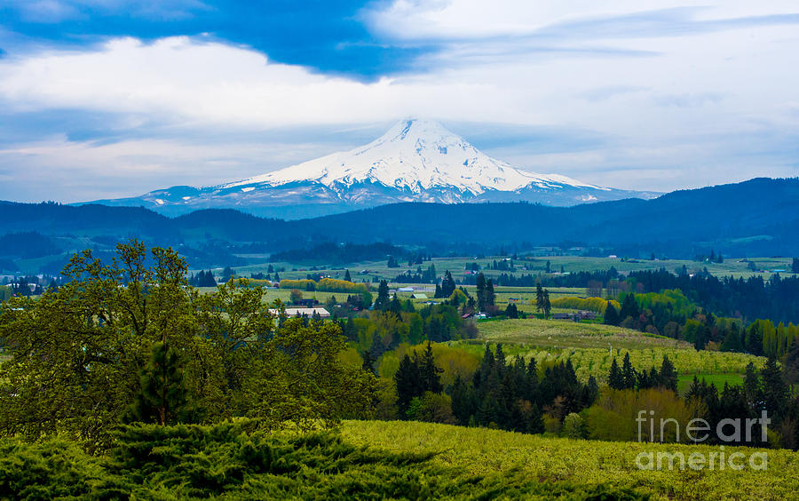 Mt Hood Rises over Hood River Valley Pear Orchards in Spring Photograph by Gary Whitton