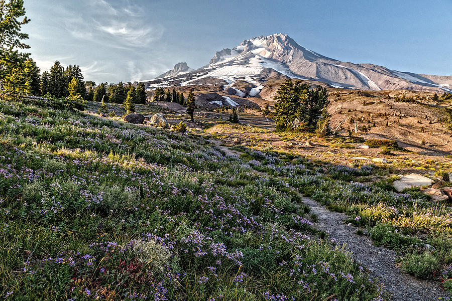 Mt Hood Summertime Photograph by Wes and Dotty Weber
