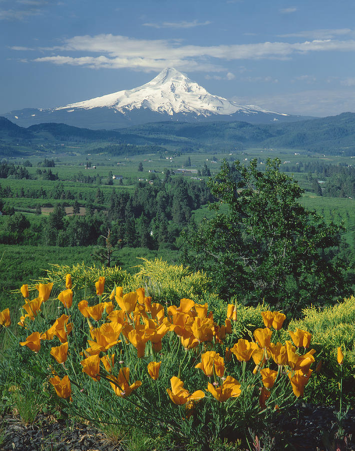 1A5166-Mt. Hood with Ca Poppies Photograph by Ed  Cooper Photography