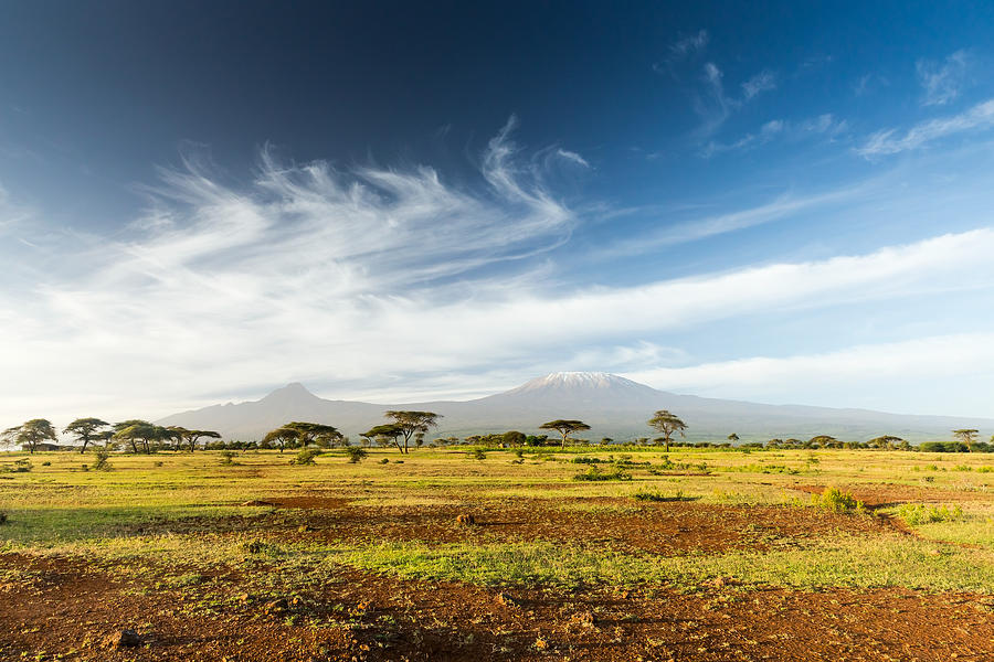 Mt Kilimanjaro & Mawenzi peak and Acacia - morning Photograph by 1001slide