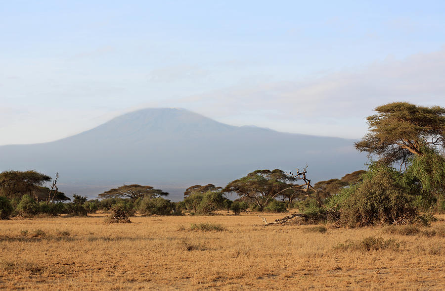 Mt Kilimanjaro And Acacias, Amboseli Photograph by Vincenzo Lombardo
