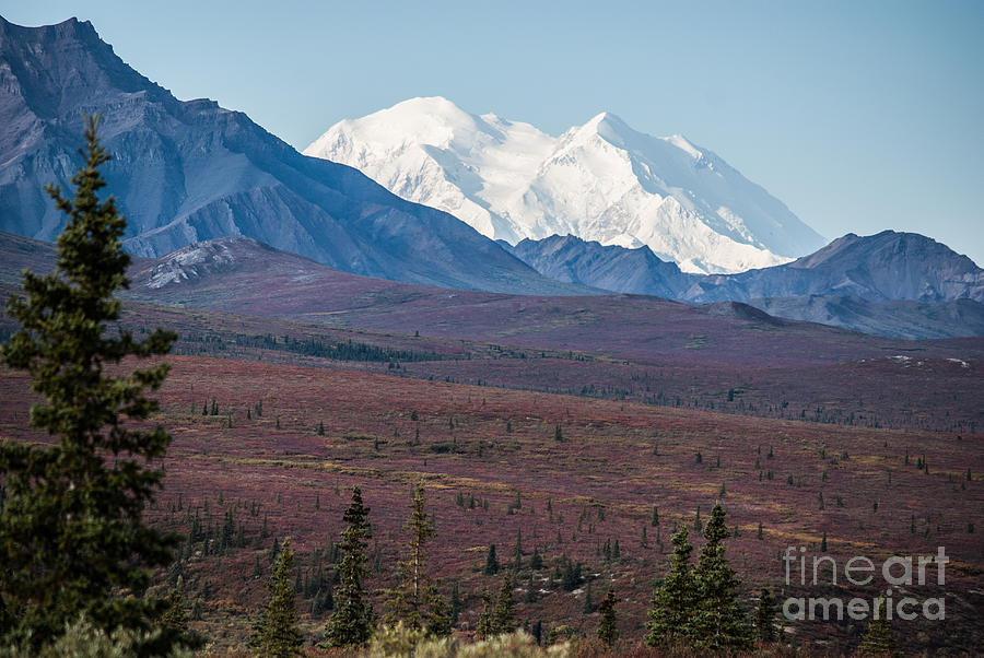 Mountain Photograph - Mt McKinley by Jim Cook