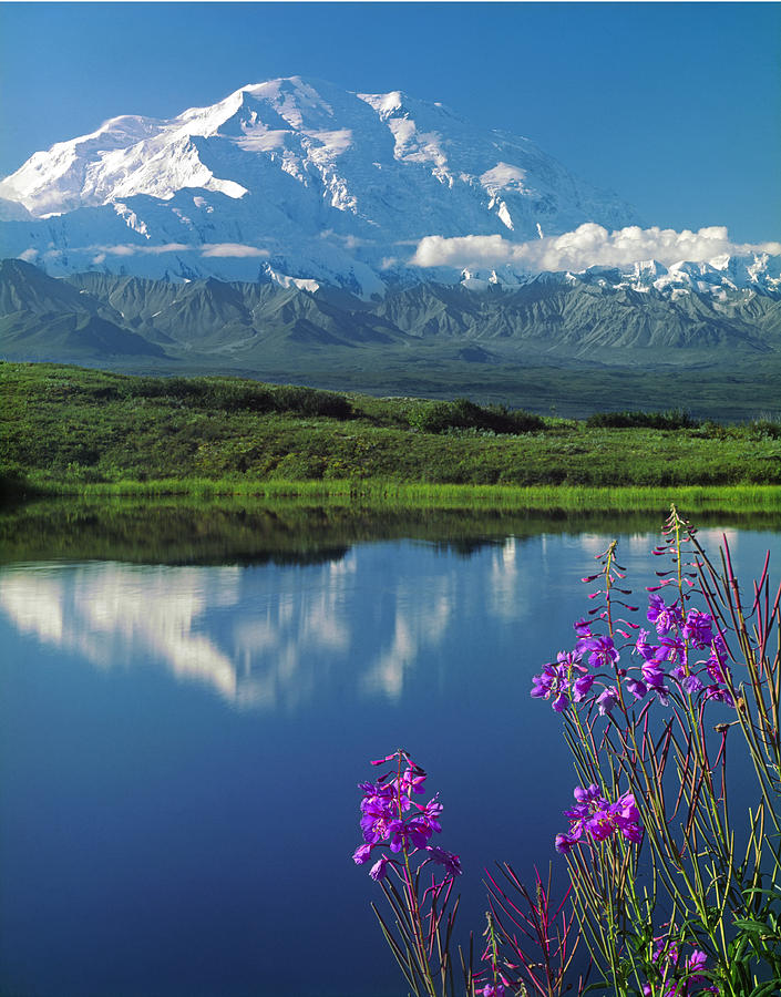 1M1311-Mt. McKinley Reflect and Fireweed  Photograph by Ed  Cooper Photography