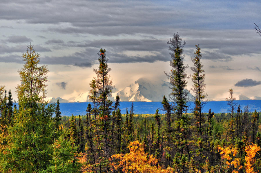 Mt McKinley Through The Trees - Alaska Photograph by Bruce Friedman