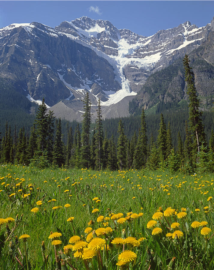 Banff National Park Photograph - 1M3613-Mt. Patterson and the Snowbird Glacier by Ed  Cooper Photography