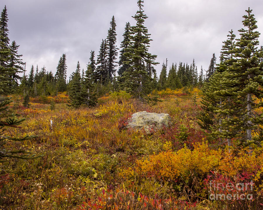 Fall Photograph - Mt. Rainier Alpine Meadow by Chuck Flewelling