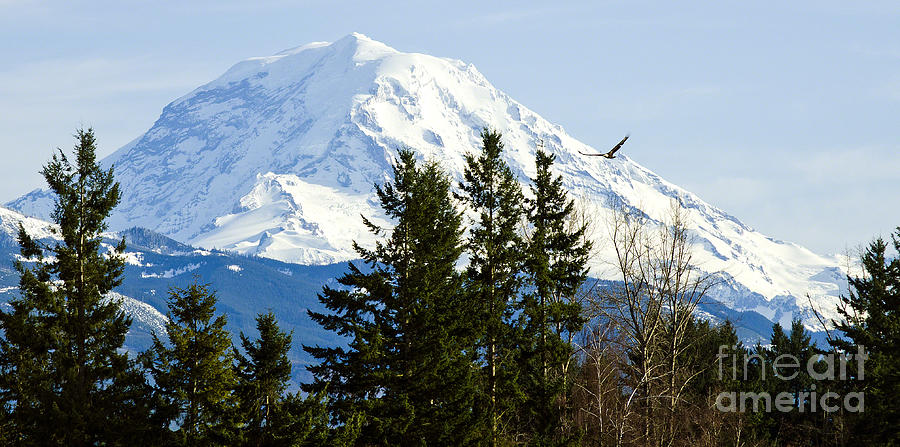 Mt. Rainier and A Bald Eagle  Photograph by Mary Jane Armstrong
