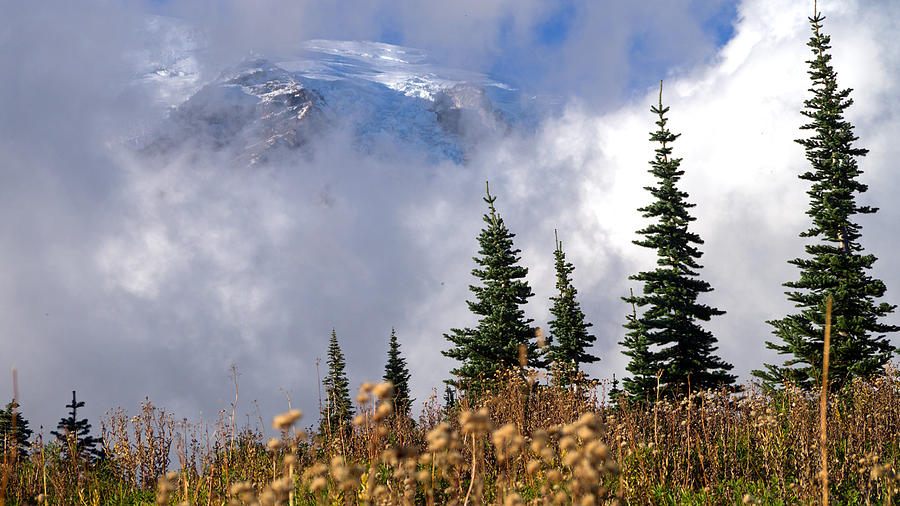 Mt Rainier Cloud Meadow Painting by Scott Nelson