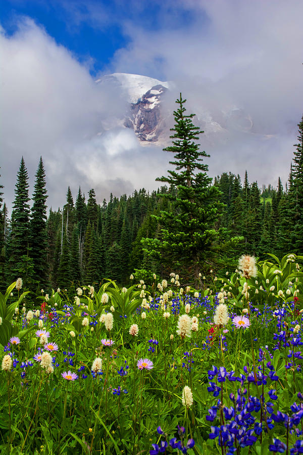 Mt Rainier Flower Garden Photograph by Randall Branham