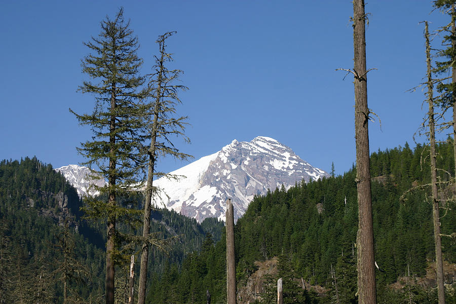 Mt. Rainier In August Photograph