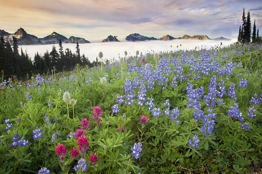 Mt Rainier Meadow Photograph by Quynh Ton - Fine Art America