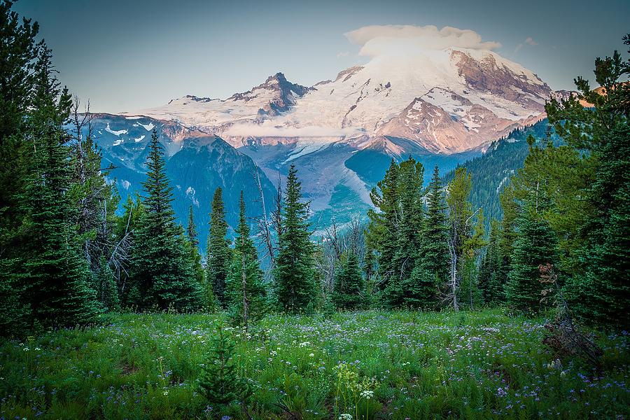 Tree Photograph - Mt. Rainier - Wild Flowers by Spencer McDonald