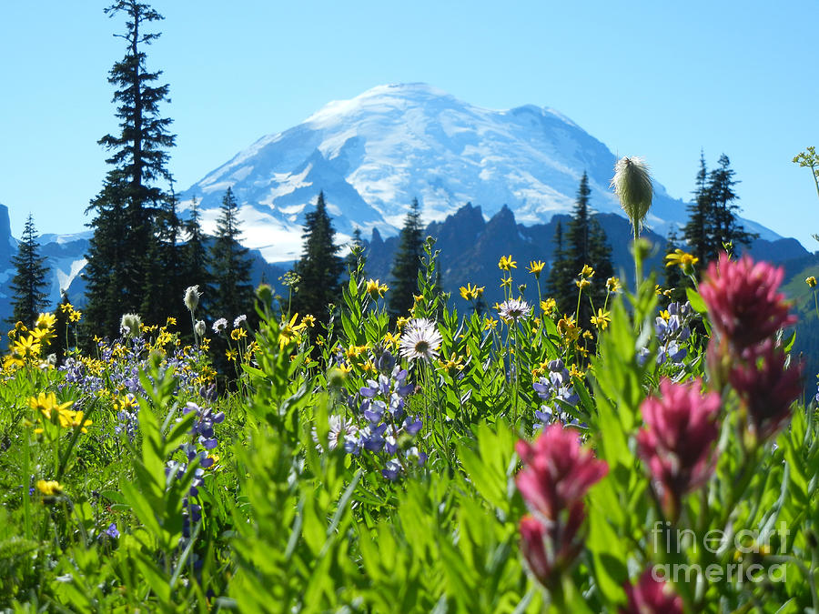 Mt. Rainier wildflowers Photograph by Jim And Emily Bush