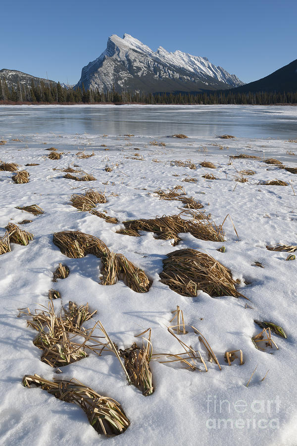 Mt. Rundle And Reeds, Vermillion Lake Photograph by John Shaw