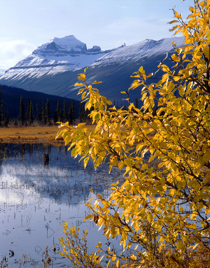 1M3626-Mt. Saskatchewan in Fall Photograph by Ed  Cooper Photography