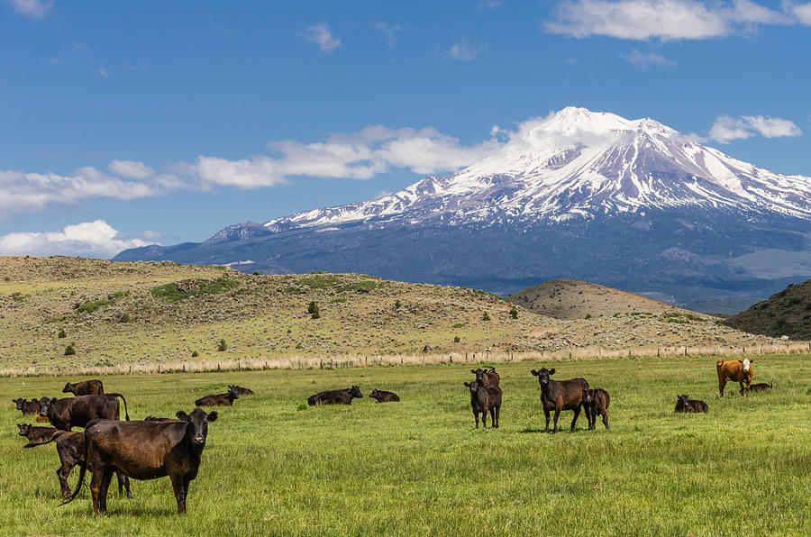 Cow Photograph - Mt Shasta cattle ranch by John Trax