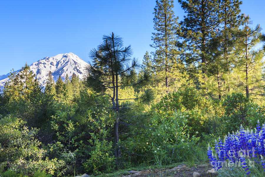 Mt Shasta morning Photograph by Ken Brown
