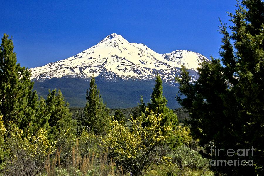 Mt. Shasta Photograph by Roxie Crouch
