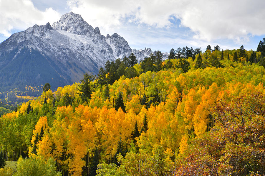 Mt. Sneffels Alpine Aspens Photograph by Ray Mathis
