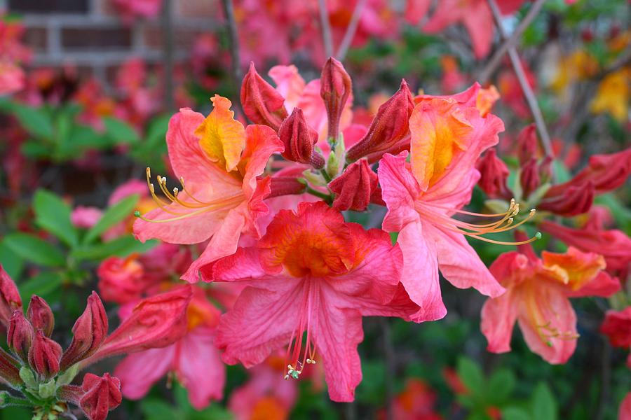 Mt St Helens Azalea Photograph by Kathryn Meyer