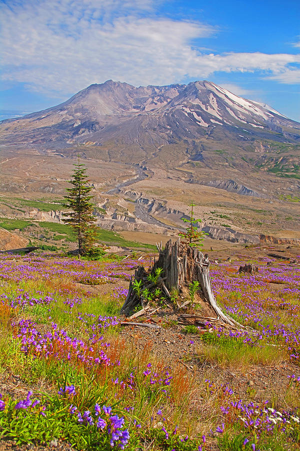 Mt St Helens Deadwood And Wildflowers Photograph by Rich Walter | Fine ...